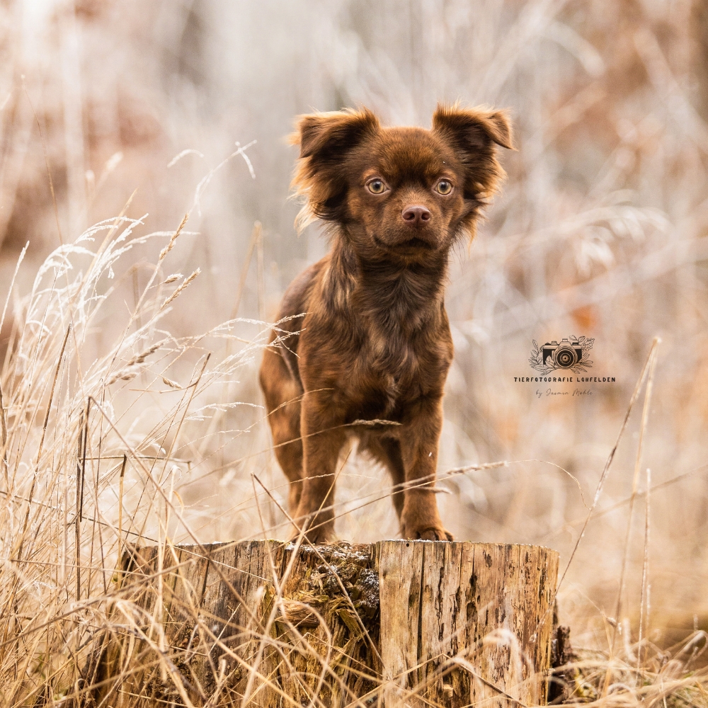 Hund Radieschen