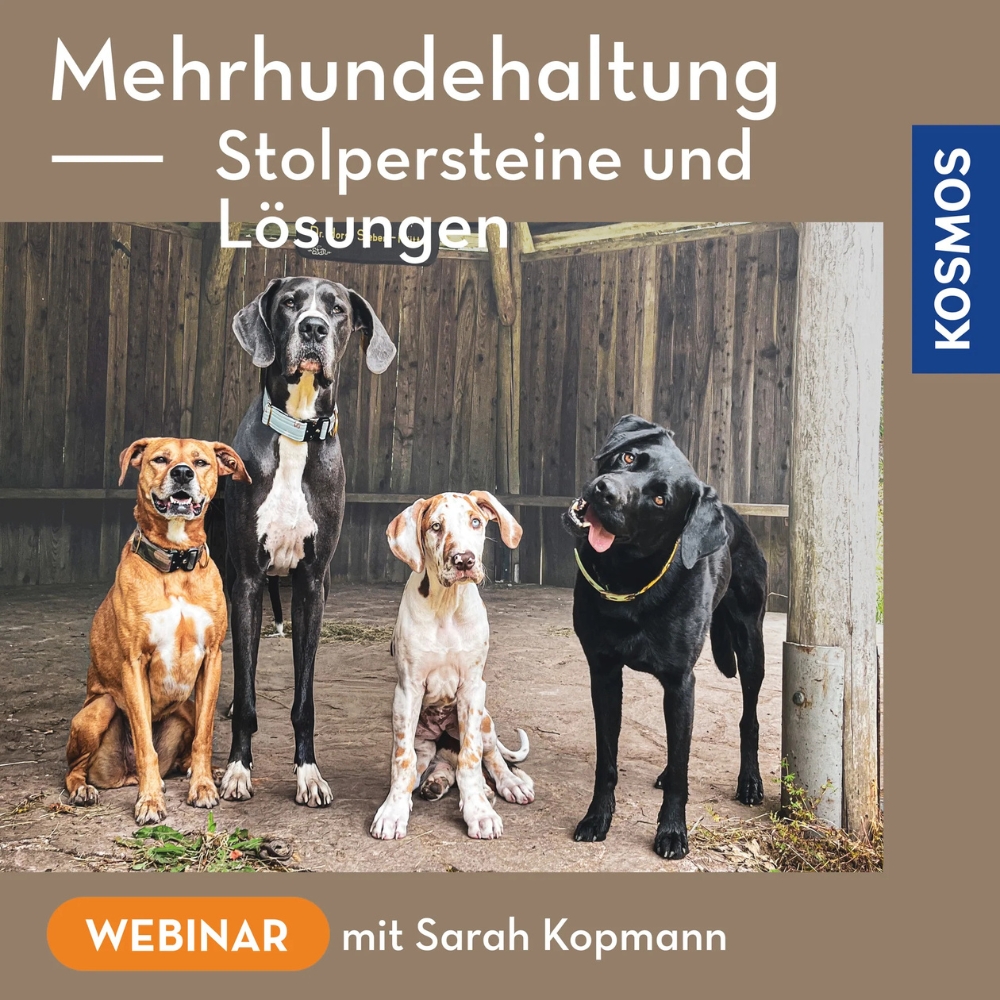 Webinar_Mehrhundehaltung_Stolpersteine_Loesungen Mehrhundehaltung Stolpersteine und Lösungen