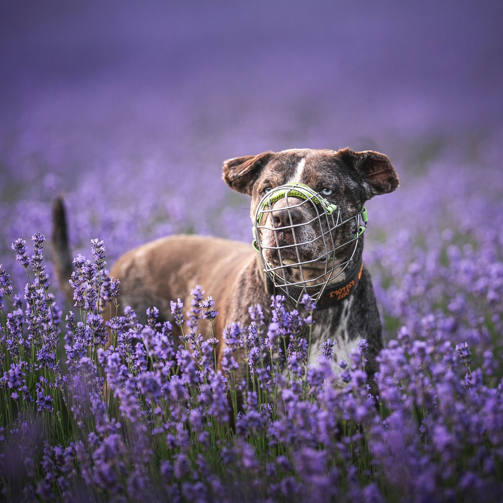 Hund Radieschen