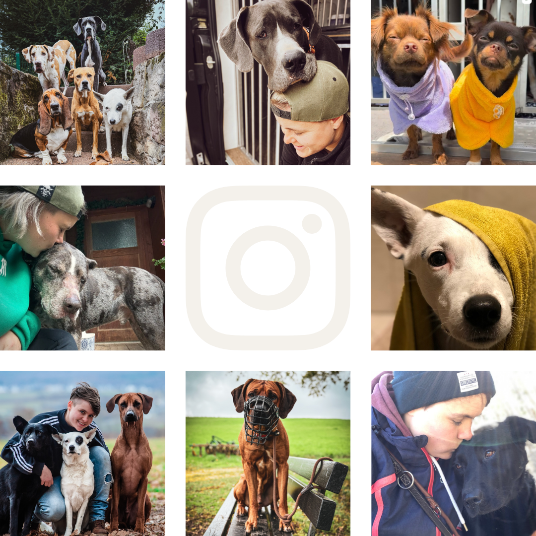 Dognergy Instagram