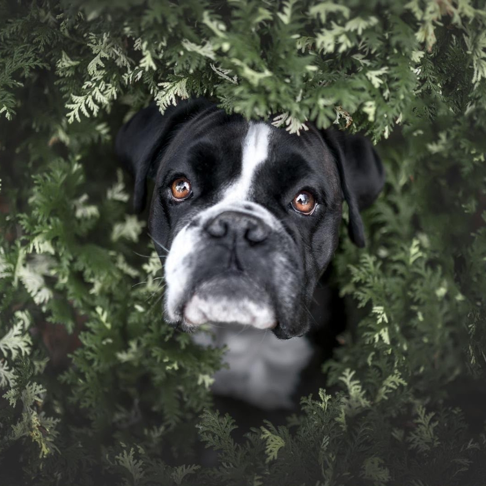 Hund Radieschen