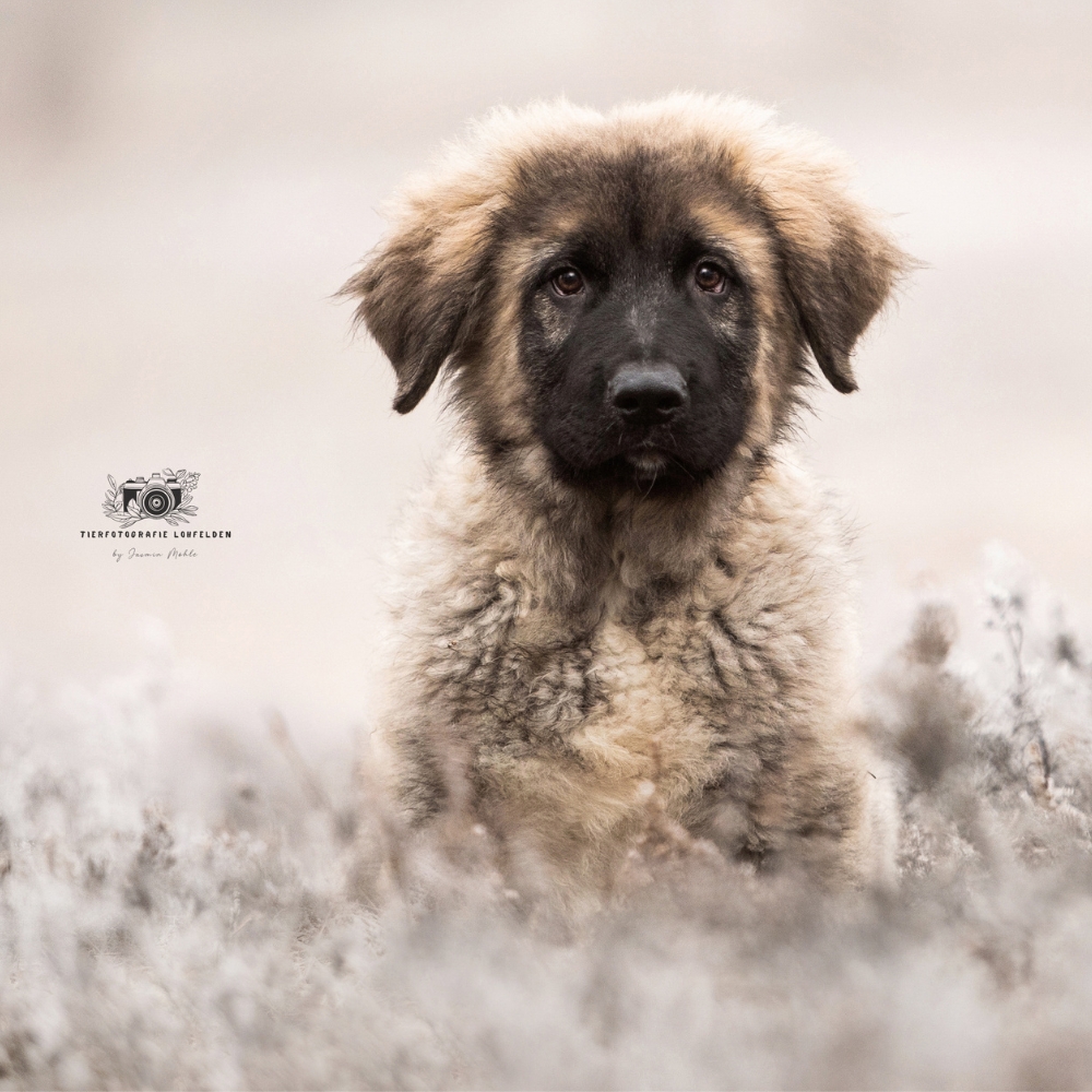 Hund Radieschen