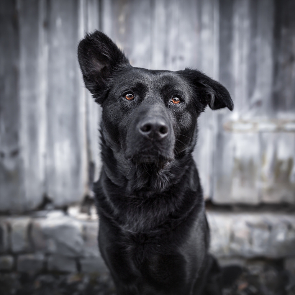 Hund Radieschen