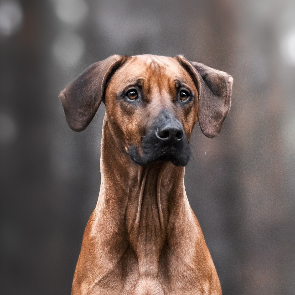 Hund Radieschen