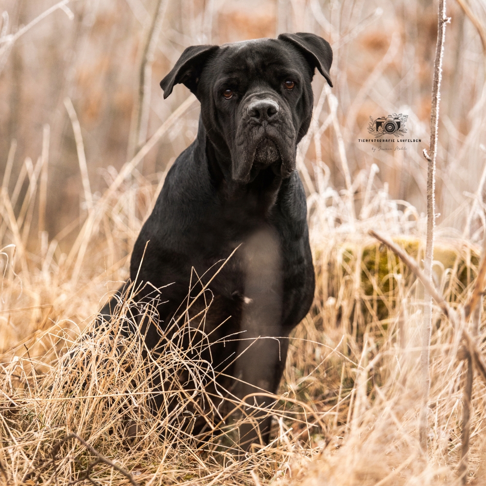 Hund Radieschen