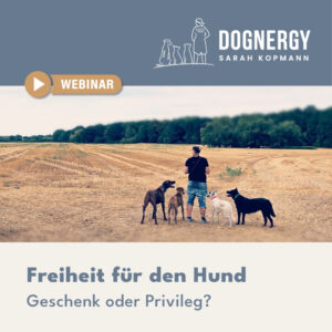 Freiheit für den Hund