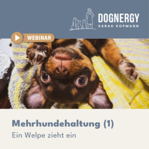 Mehrhundehaltung (1)