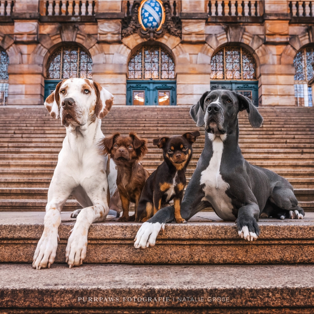 Dognergy Podcast Cover