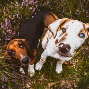 Hundezeit | 14.03. – 20.03.27