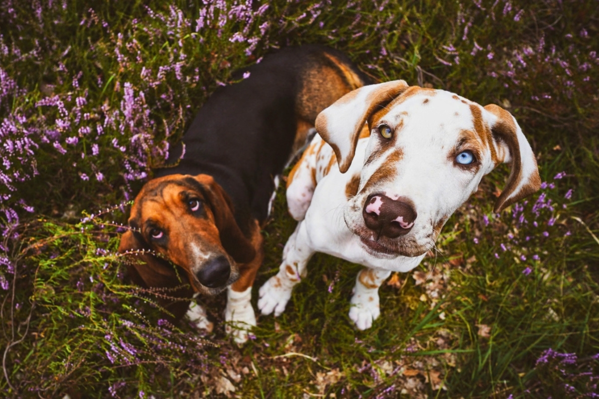 Hundezeit