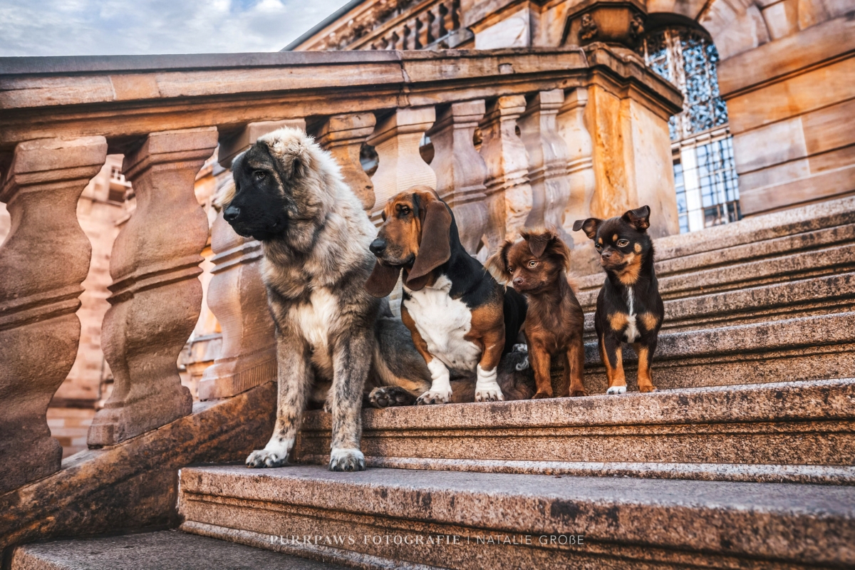 Titelbild_Mehrhundehalteranalyse